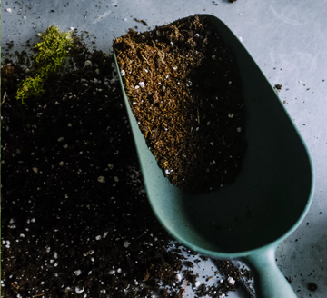 Planting & Care Guide