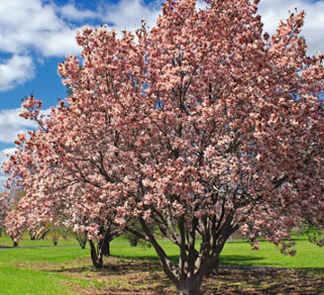 Shade & Flowering Trees