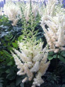 Astilbe Chinensis Diamonds and Pearls