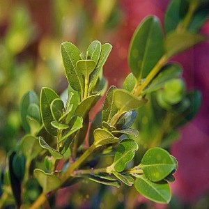 Buxus sinica var. insularis Wintergreen