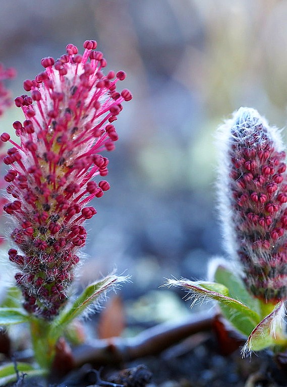 Salix arctica