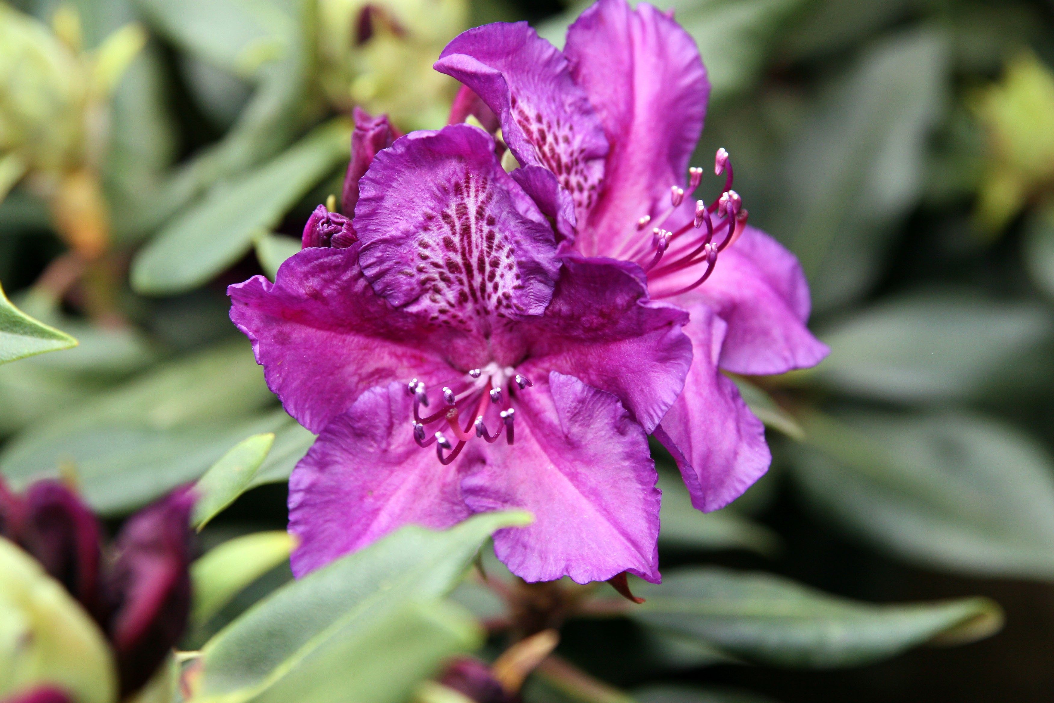 Common Name Edith Bosley Rhododendron